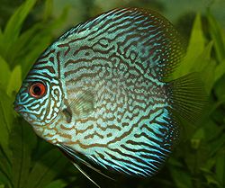 Photo of blue discus fish by Patrick Farrelly uploaded to wikipedia by user Gladstone